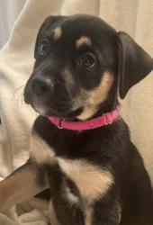 Shelter Stray Male Dog last seen E 24th St and Brighton Ave, 64127, MO, 7077 Elmwood Ave, Kansas City, MO 64132, USA