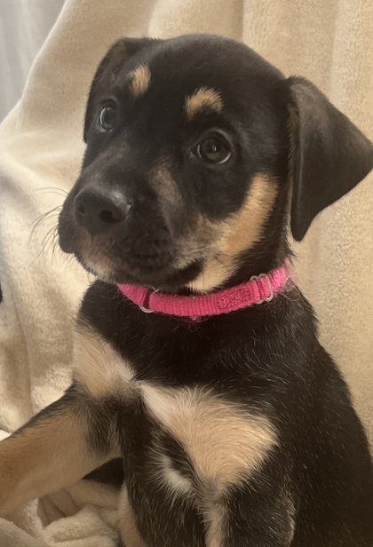 Shelter Stray Male Dog last seen E 24th St and Brighton Ave, 64127, MO, 7077 Elmwood Ave, Kansas City, MO 64132, USA