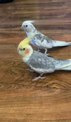 Lost Male Bird last seen Wilson Park, St. George’s Avenue/Dewitt, Linden, NJ 07036