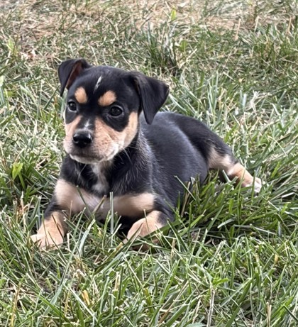 Shelter Stray Female Dog last seen E 24th St and Brighton Ave, 64127, MO, 7077 Elmwood Ave, Kansas City, MO 64132, USA