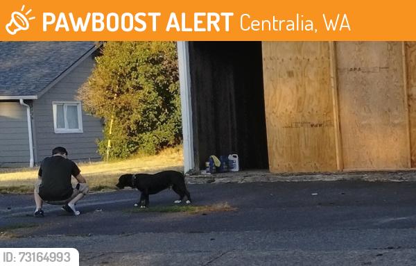 Found/Stray Male Dog last seen W Cherry St, Centralia Wa, Centralia, WA 98531