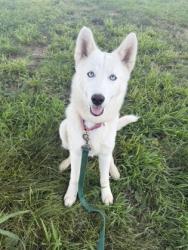 Shelter Stray Female Dog last seen Near Topping Ave, 64126, MO, 7077 Elmwood Ave, Kansas City, MO 64132, USA
