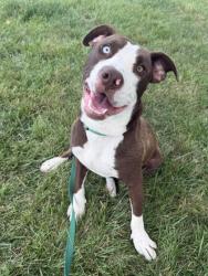 Shelter Stray Male Dog last seen Ditman Ave and Independence Ave, 64125, MO, 7077 Elmwood Ave, Kansas City, MO 64132, USA
