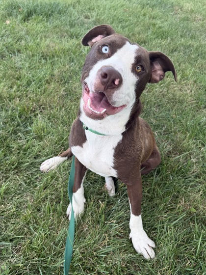 Shelter Stray Male Dog last seen Ditman Ave and Independence Ave, 64125, MO, 7077 Elmwood Ave, Kansas City, MO 64132, USA