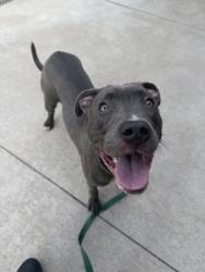 Shelter Stray Male Dog last seen Ruskin Way and Sycamore Ave, 64134, MO, 7077 Elmwood Ave, Kansas City, MO 64132, USA