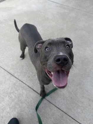 Shelter Stray Male Dog last seen Ruskin Way and Sycamore Ave, 64134, MO, 7077 Elmwood Ave, Kansas City, MO 64132, USA