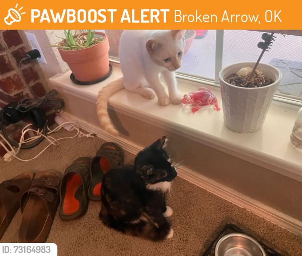 Found/Stray Unknown Cat last seen 41st and 220th E ave, Broken Arrow, OK 74012