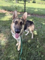 Shelter Stray Male Dog last seen Near Norton Ave, 64127, MO, 7077 Elmwood Ave, Kansas City, MO 64132, USA