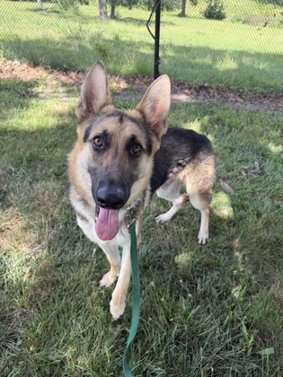 Shelter Stray Male Dog last seen Near Norton Ave, 64127, MO, 7077 Elmwood Ave, Kansas City, MO 64132, USA