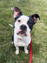 Shelter Stray Male Dog last seen Gregory and Elmwood 64123, 64123, MO, 7077 Elmwood Ave, Kansas City, MO 64132, USA