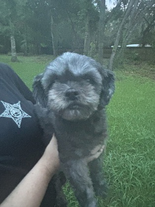 Shelter Stray Female Dog last seen Beverly Hills Blvd, Beverly Hills,, 4030 S Airport Rd, Inverness, FL 34450, USA