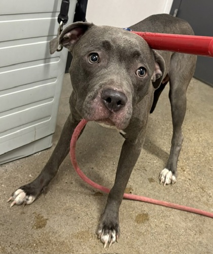 Shelter Stray Female Dog last seen Near Hague, 2nd District, OH, 9203 Detroit Ave, Cleveland, OH 44102, USA
