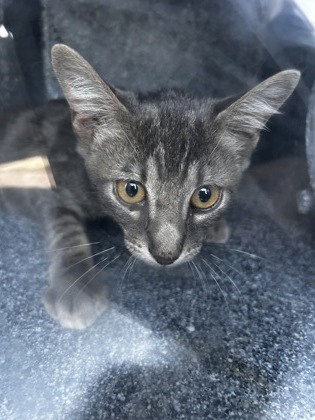Shelter Stray Unknown Cat last seen Near Anchor Dr, 75150,, 1650 Gross Rd, Mesquite, TX 75149, USA