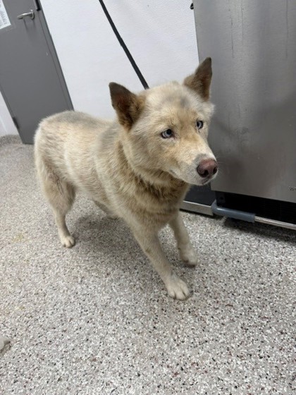 Shelter Stray Female Dog last seen Puetts Chapel Rd, County/Unicorporated, NC, 1491 Business Park Ct, Gastonia, NC 28052, USA