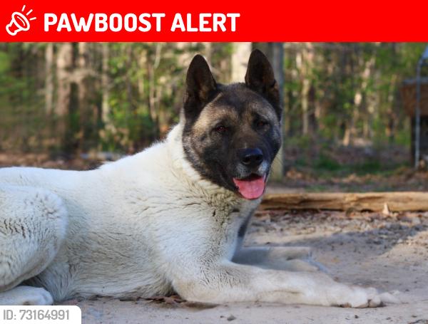 Lost Female Dog last seen nobles road / wards creek rd, Disputanta, VA 23842
