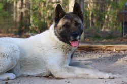 Lost Female Dog last seen nobles road / wards creek rd, Disputanta, VA 23842
