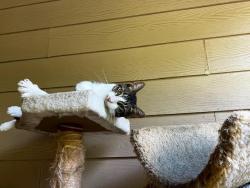 Lost Female Cat last seen Topaz Trail, Willis, TX 77378