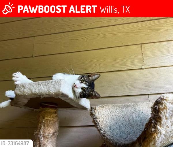 Lost Female Cat last seen Topaz Trail, Willis, TX 77378