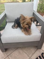 Found/Stray Male Dog last seen Newport Irvine blvd, Tustin, CA 92780