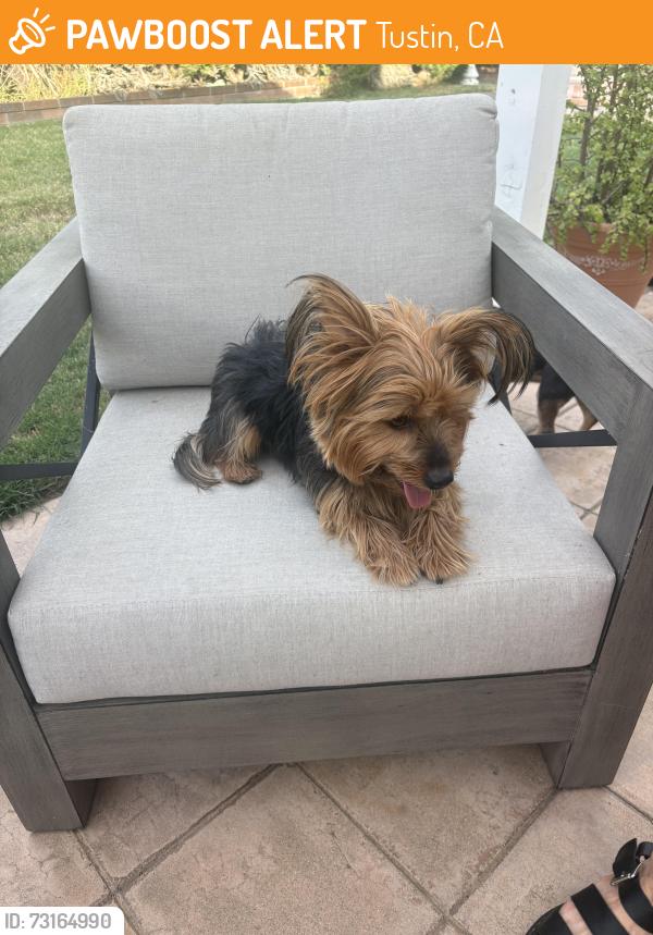 Found/Stray Male Dog last seen Newport Irvine blvd, Tustin, CA 92780