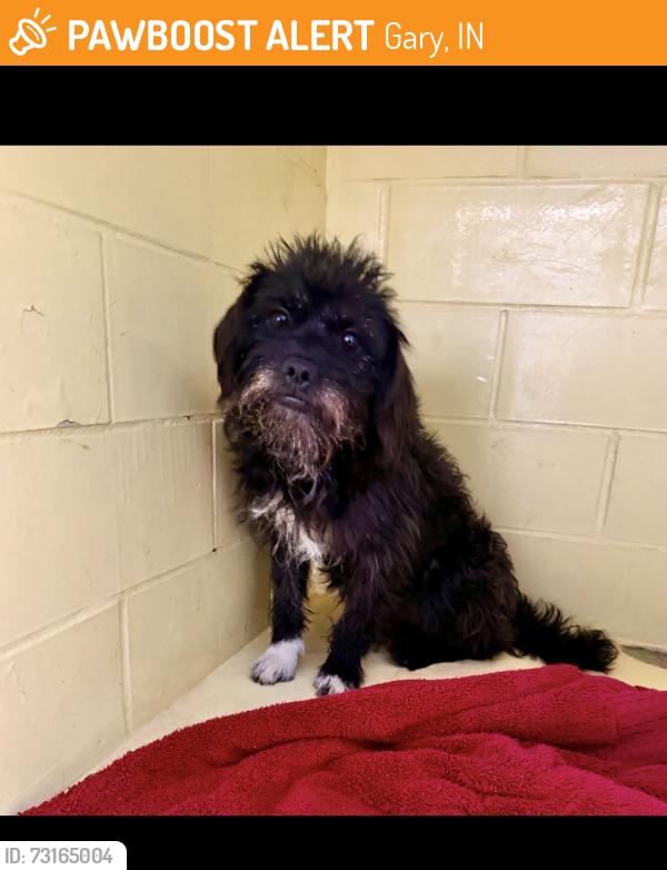 Found/Stray Unknown Dog last seen Gary Animal Control, Gary, IN 46402