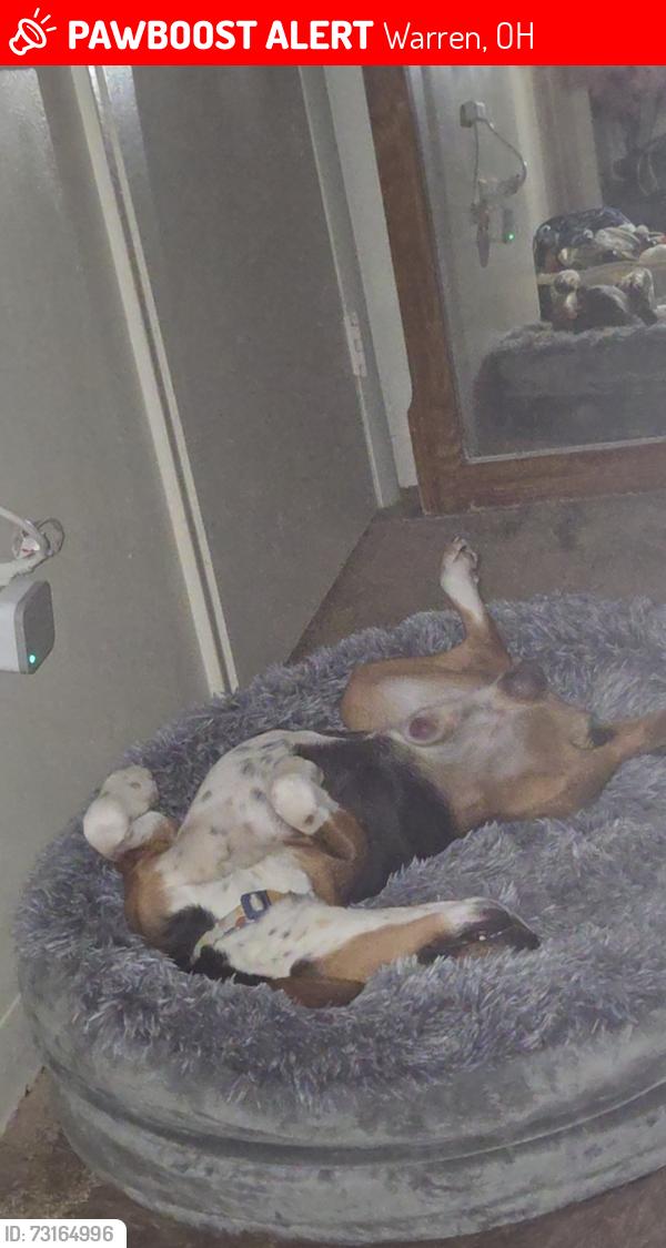 Lost Male Dog last seen N Park Ave Warren Ohio 44483, Warren, OH 44483