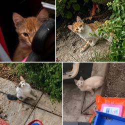 Found/Stray Unknown Cat last seen Maple court, Mission Viejo, CA 92691