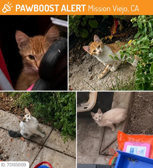 Found/Stray Unknown Cat last seen Maple court, Mission Viejo, CA 92691
