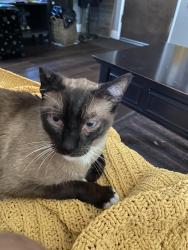 Lost Male Cat last seen Arco Station, Santa Fe Springs, CA 90670