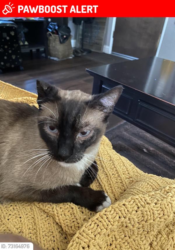 Lost Male Cat last seen Arco Station, Santa Fe Springs, CA 90670