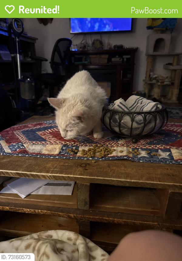Reunited Male Cat last seen Maplewood meat store, Green Bay, WI 54313