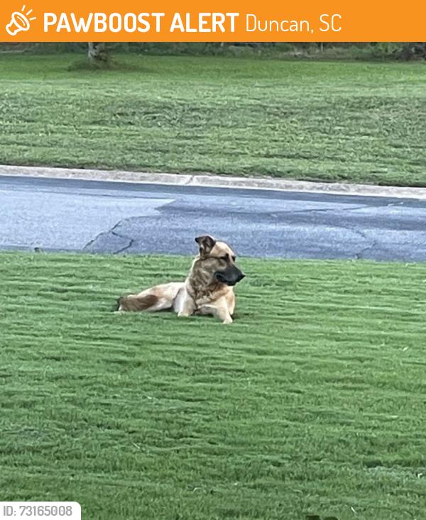 Found/Stray Male Dog last seen Apple. Alley ests, Duncan, SC 29334