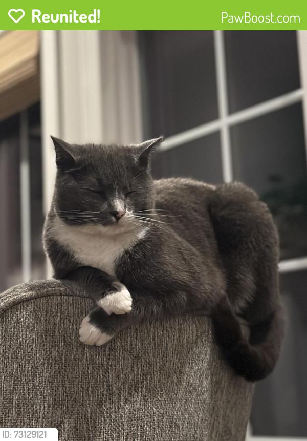 Reunited Female Cat last seen Near Earp Blvd, San Antonio, TX 78260, USA, San Antonio, TX 78260