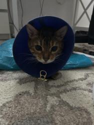 Reunited Male Cat last seen Cathcart St and Emery St, London, ON N6C 3M8