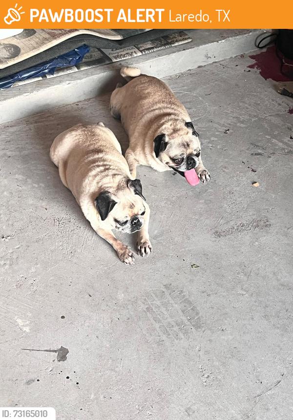 Found/Stray Male Dog last seen Shiloh crossing, Laredo, TX 78045