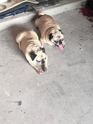 Found/Stray Male Dog last seen Shiloh crossing, Laredo, TX 78045