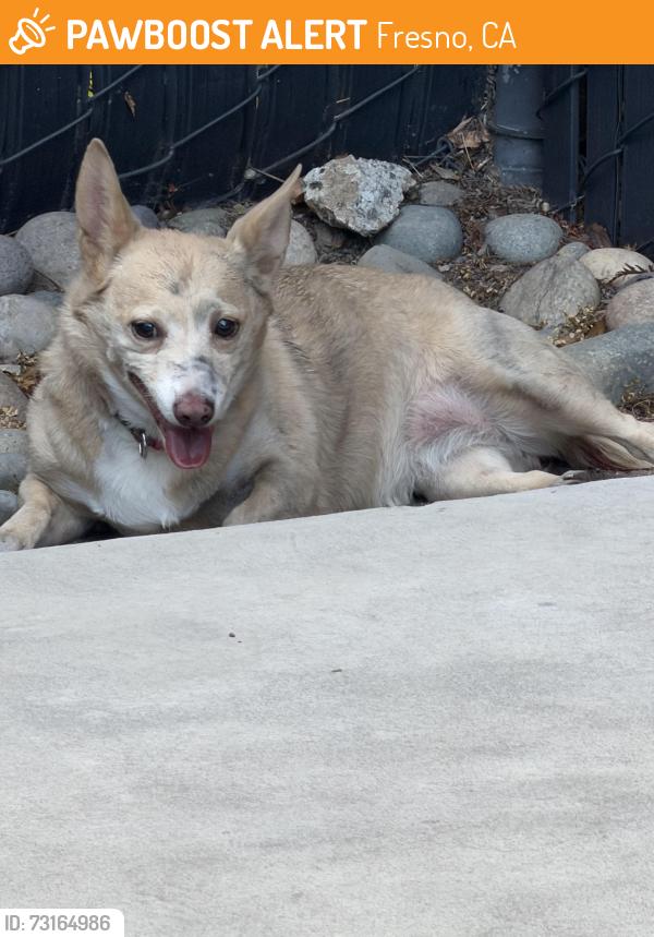 Found/Stray Female Dog last seen Olive Ave & Clovis Ave: by Arco gas station is NE building Johanson transportation parking lot in back by fence, Fresno, CA 93727