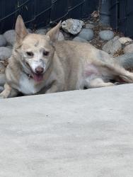 Found/Stray Female Dog last seen Olive Ave & Clovis Ave: by Arco gas station is NE building Johanson transportation parking lot in back by fence, Fresno, CA 93727
