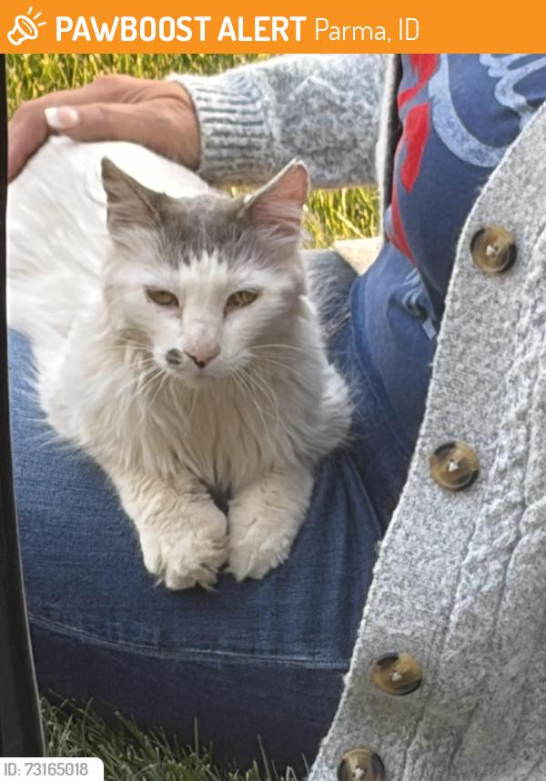 Found/Stray Unknown Cat last seen Parma Post and Pole, Parma, ID 83660