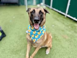 Shelter Stray Male Dog last seen Near 27 Avenue, BROOKLYN, NY, 11214, 326 E 110th St, New York, NY 10029, USA