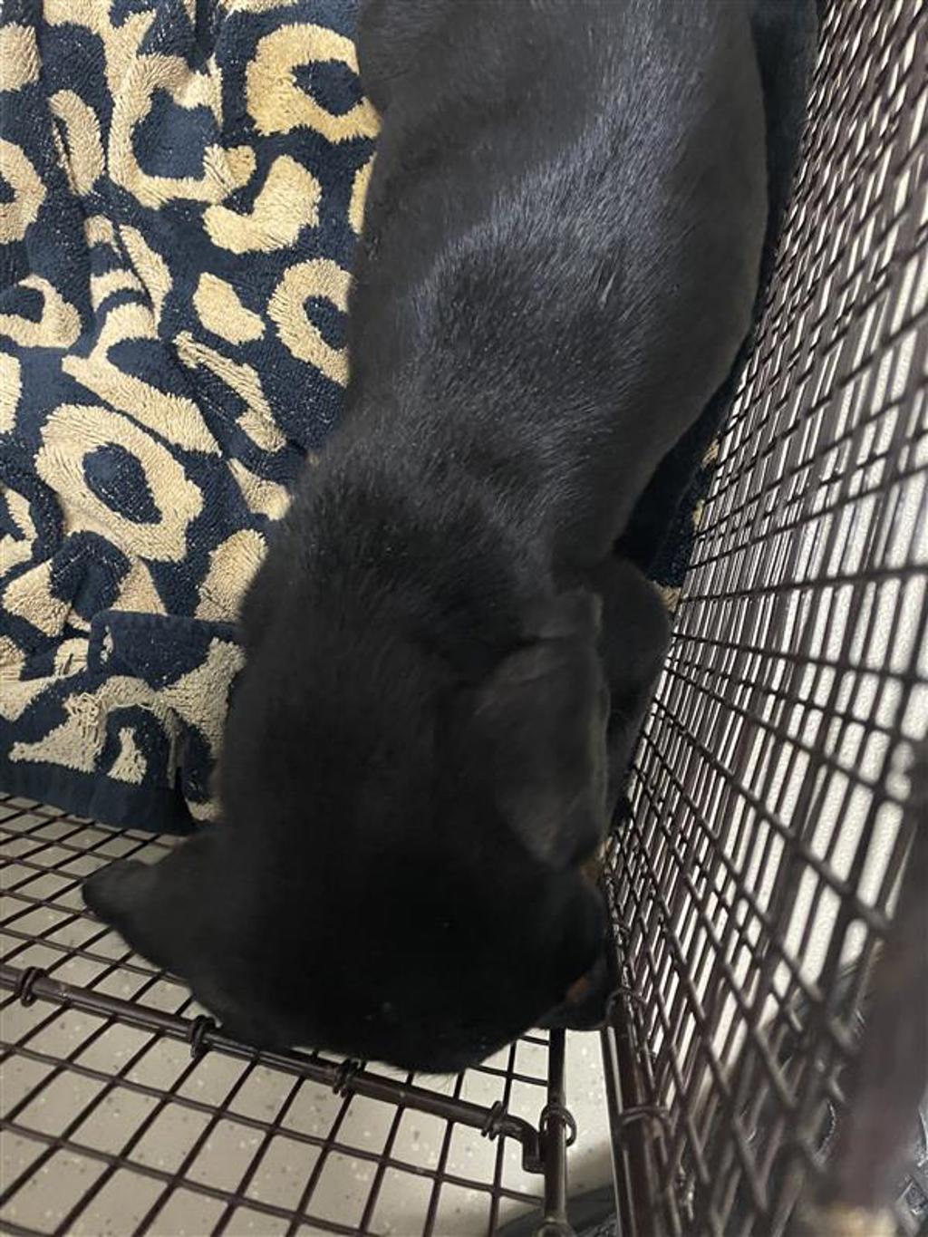 Shelter Stray Unknown Dog last seen Near North Drive, AUSTIN, TX, 78753, 7201 Levander Loop bldg a, Austin, TX 78702, USA