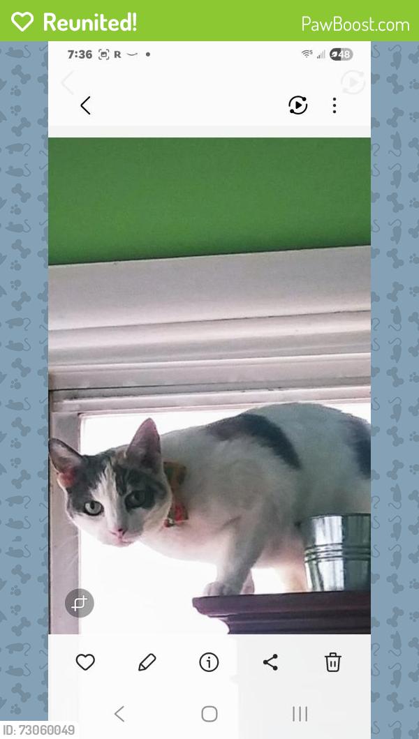 Reunited Female Cat last seen Concord place, Hamilton, NJ 08330