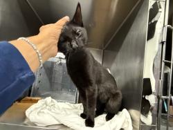 Shelter Stray Male Cat last seen Near Oak Terrace, BRONX, NY, 10454, 326 E 110th St, New York, NY 10029, USA