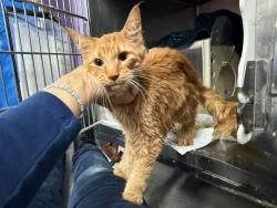 Shelter Stray Male Cat last seen Near Jacobus Place, BRONX, NY, 10463, 326 E 110th St, New York, NY 10029, USA