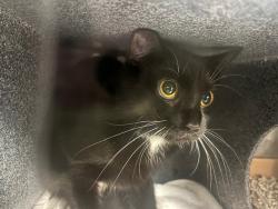 Shelter Stray Female Cat last seen Near E 153rd Street, BRONX, NY, 10451, 326 E 110th St, New York, NY 10029, USA