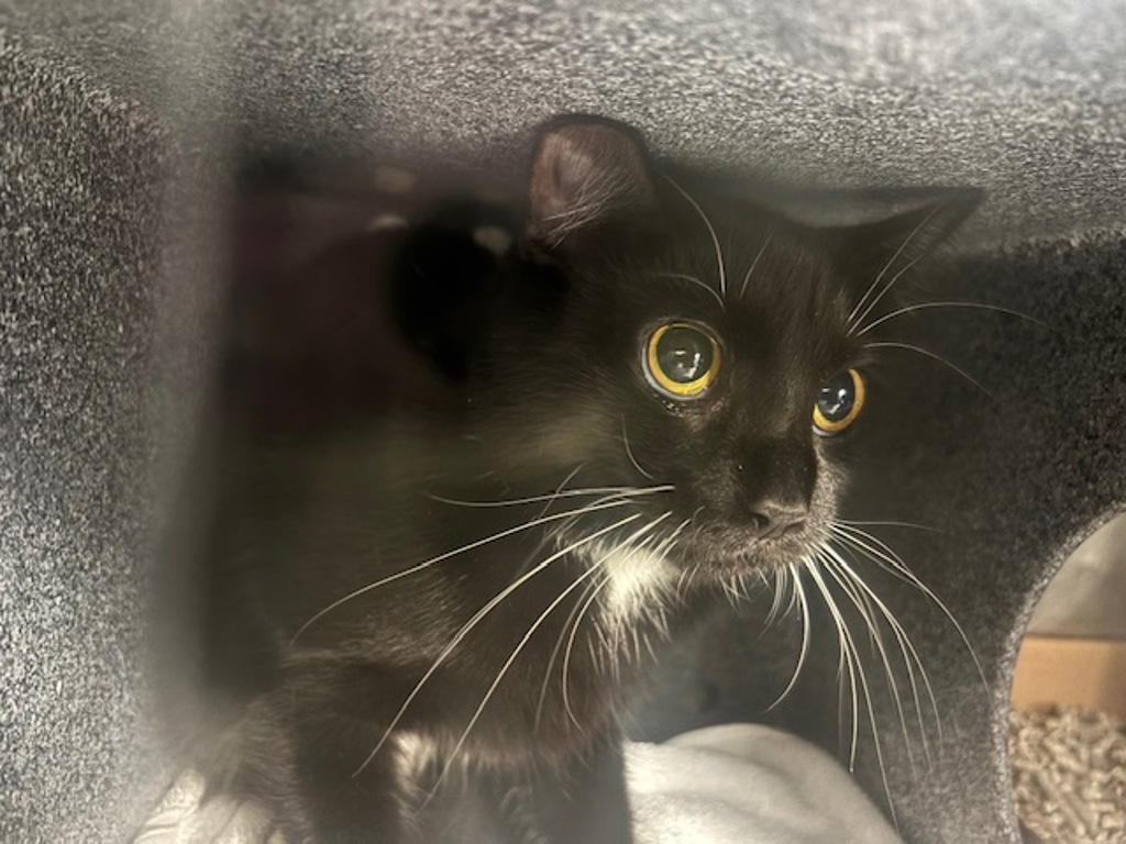 Shelter Stray Female Cat last seen Near E 153rd Street, BRONX, NY, 10451, 326 E 110th St, New York, NY 10029, USA