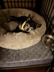 Found/Stray Male Dog last seen Atascocita and Kings Parkway, Houston, TX 77346