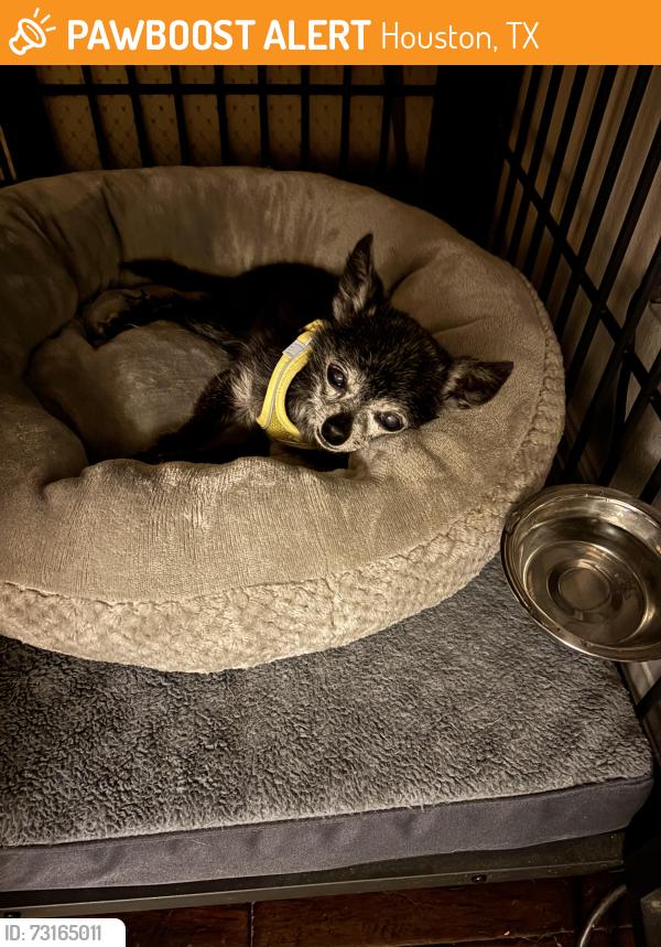Found/Stray Male Dog last seen Atascocita and Kings Parkway, Houston, TX 77346