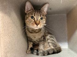 Shelter Stray Female Cat last seen Apt 6G,374 Pearl Street, NEW YORK, NY, 10038, 326 E 110th St, New York, NY 10029, USA