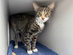 Shelter Stray Female Cat last seen Near E 161st, BRONX, NY, 10451, 326 E 110th St, New York, NY 10029, USA